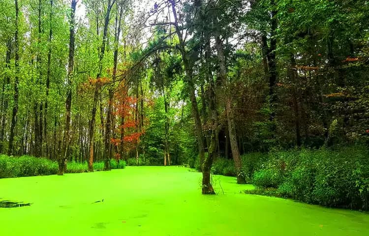 جنگل سراوان (1)