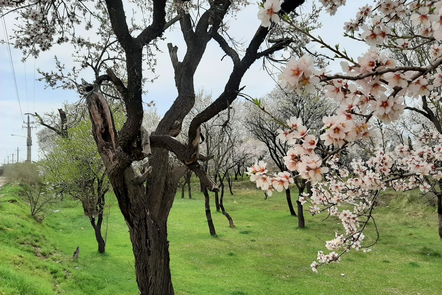 باغستان سنتی قزوین
