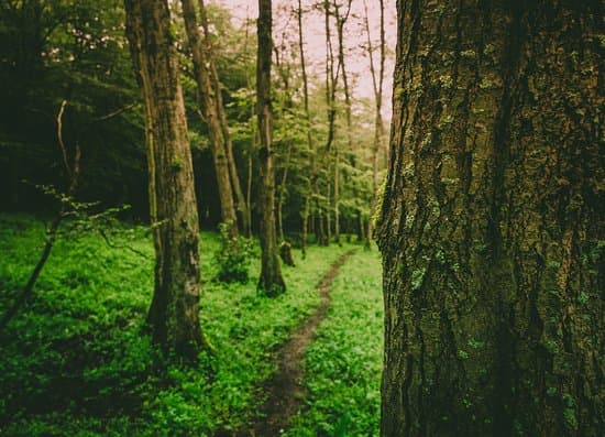 7. Abbas abad Jungle