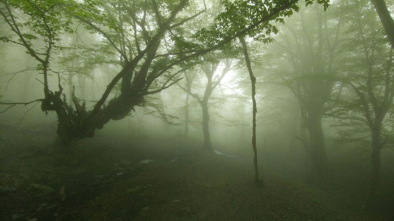 جنگل الیمستان