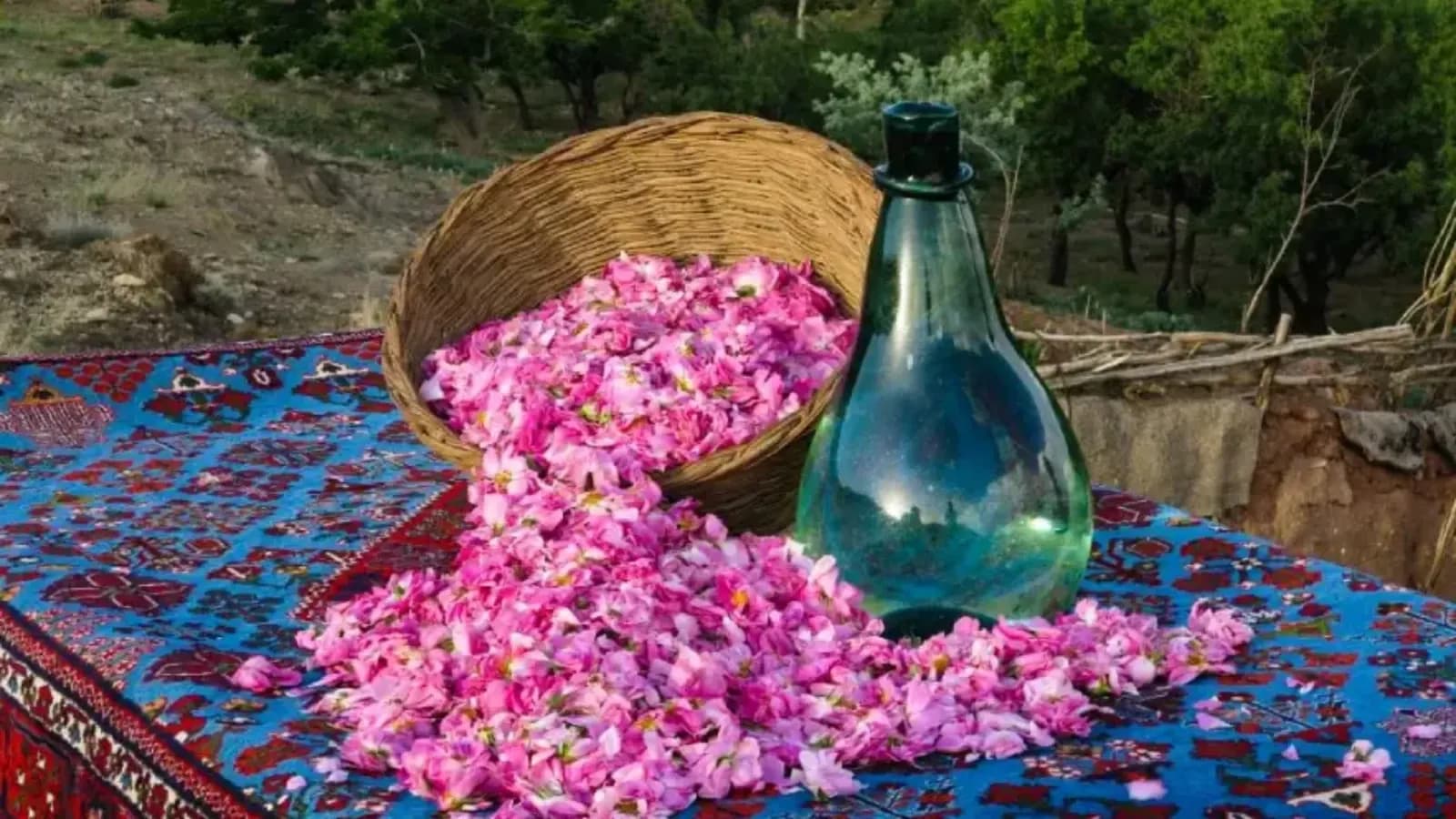 مراسم گلاب گیری کاشان (4)