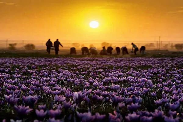 آیین جشن برداشت زعفران (1)