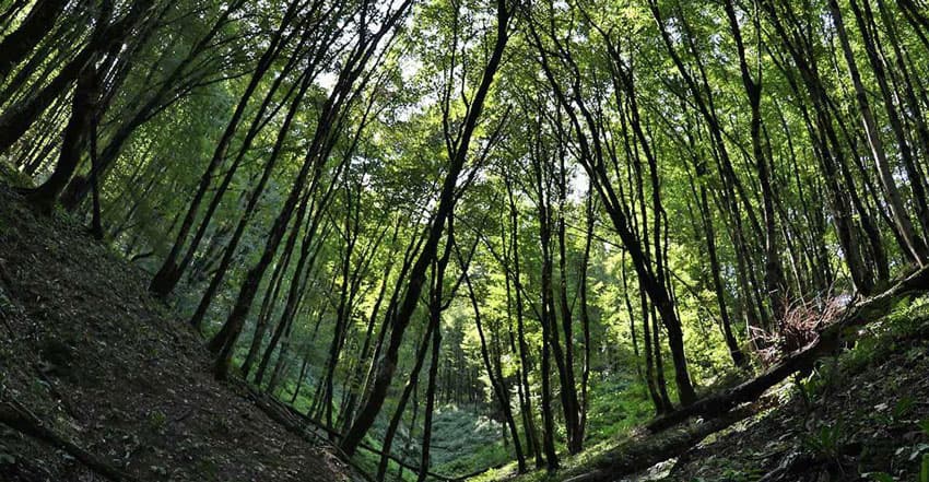 جنگلهای هیرکانی؛ راهنمای کامل پاییزگردی شمال ایران (2)